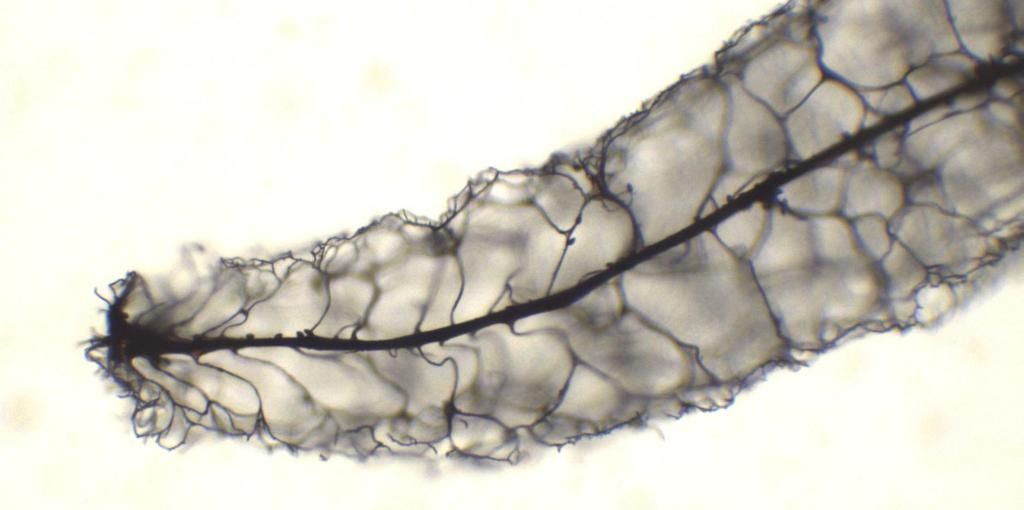 Stemonitis herbatica??